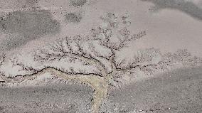 Tree Shape in Nagqu