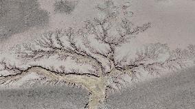 Tree Shape in Nagqu