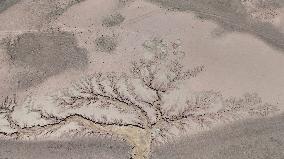 Tree Shape in Nagqu