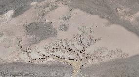 Tree Shape in Nagqu