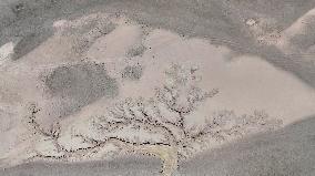 Tree Shape in Nagqu