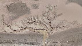 Tree Shape in Nagqu