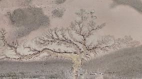 Tree Shape in Nagqu