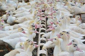 Poultry Breeding Base in Anqing