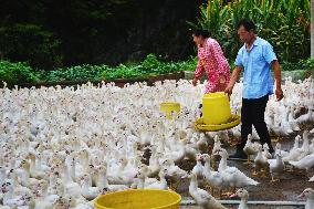 Poultry Breeding Base in Anqing