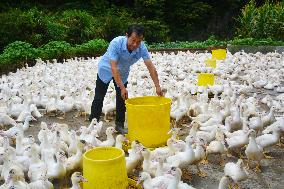 Poultry Breeding Base in Anqing