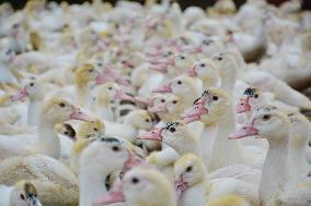 Poultry Breeding Base in Anqing