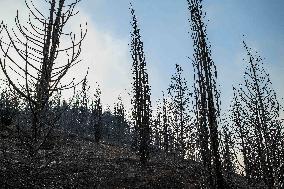 Wildfires Rage In Izmir Province - Turkey