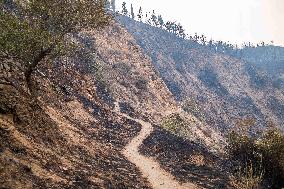 Wildfires Rage In Izmir Province - Turkey