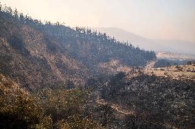 Wildfires Rage In Izmir Province - Turkey