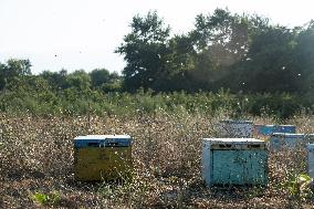 Beehives And Honeybees.