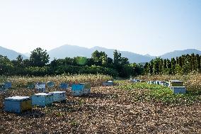 Beehives And Honeybees.