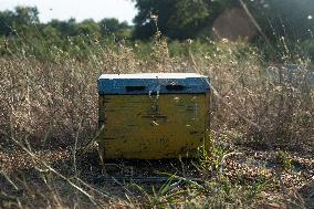 Beehives And Honeybees.