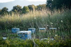 Beehives And Honeybees.