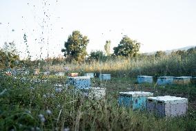 Beehives And Honeybees.