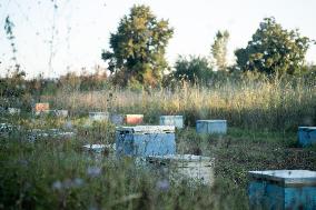 Beehives And Honeybees.