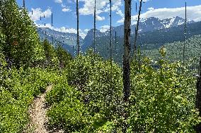 Loop Trail Glacier National Park