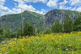 Loop Trail Glacier National Park