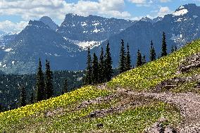 Swiftcurrent Pass Glacier National Park