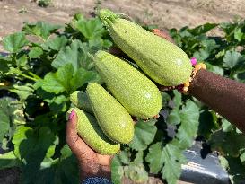 Agriculture In Canada - Marrow