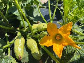 Agriculture In Canada - Marrow