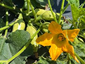 Agriculture In Canada - Marrow