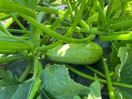 Agriculture In Canada - Marrow