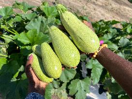 Agriculture In Canada - Marrow