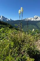 Loop Trail Glacier National Park