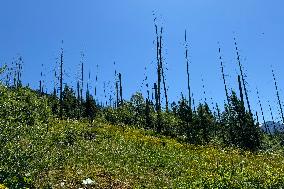 Loop Trail Glacier National Park