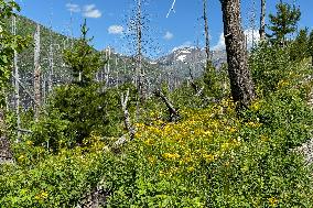 Loop Trail Glacier National Park