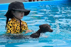 Dogs Swimming Pool - Seoul