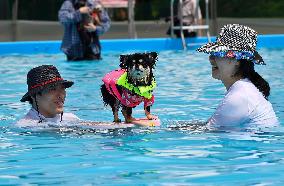 Dogs Swimming Pool - Seoul