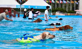 Dogs Swimming Pool - Seoul