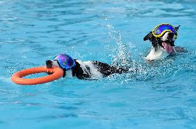 Dogs Swimming Pool - Seoul