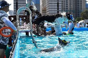 Dogs Swimming Pool - Seoul