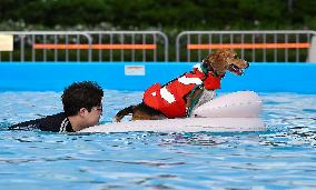 Dogs Swimming Pool - Seoul