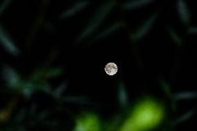 Super Blue Moon -  Sturgeon Moon - India