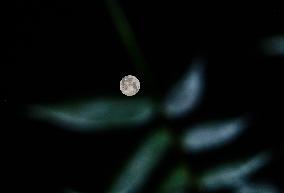 Super Blue Moon -  Sturgeon Moon - India