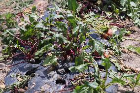 Agriculture In Canada - Beets