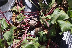 Agriculture In Canada - Beets