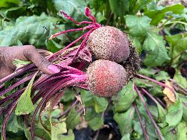 Agriculture In Canada - Beets