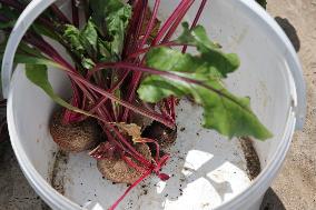 Agriculture In Canada - Beets