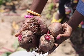 Agriculture In Canada - Beets