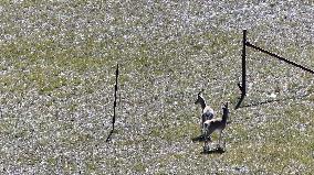 Tibetan antelopes