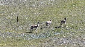 Tibetan antelopes