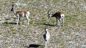 Tibetan antelopes