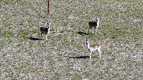 Tibetan antelopes