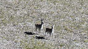 Tibetan antelopes