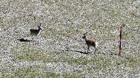 Tibetan antelopes